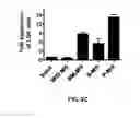 Fig. 06 - Methods and compositions for expanding long-term hematopoietic stem cell populations