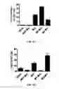 Fig. 08 - Methods and compositions for expanding long-term hematopoietic stem cell populations