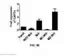 Fig. 09 - Methods and compositions for expanding long-term hematopoietic stem cell populations