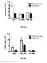 Fig. 10 - Methods and compositions for expanding long-term hematopoietic stem cell populations