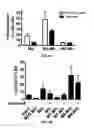 Fig. 11 - Methods and compositions for expanding long-term hematopoietic stem cell populations