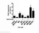Fig. 12 - Methods and compositions for expanding long-term hematopoietic stem cell populations