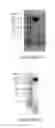 Fig. 03 - Polymer conjugates of protegrin peptides