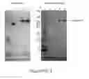 Fig. 16 - Polymer conjugates of protegrin peptides