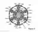 Fig. 03 - CLATHRIN THERAPEUTIC FOR INFECTIOUS DISEASES