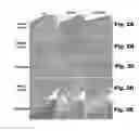 Fig. 03 - METHODS AND COMPOSITIONS FOR CNS DELIVERY OF IDURONATE-2-SULFATASE