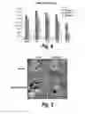 Fig. 05 - METHODS AND COMPOSITIONS FOR CNS DELIVERY OF IDURONATE-2-SULFATASE
