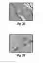 Fig. 27 - METHODS AND COMPOSITIONS FOR CNS DELIVERY OF IDURONATE-2-SULFATASE