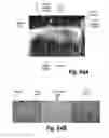 Fig. 53 - METHODS AND COMPOSITIONS FOR CNS DELIVERY OF IDURONATE-2-SULFATASE