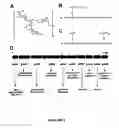 Fig. 02 - METHODS FOR PRODUCING SALMONELLA O-ANTIGEN CAPSULES, COMPOSITIONS AND USES THEREOF