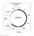 Fig. 03 - METHODS FOR PRODUCING SALMONELLA O-ANTIGEN CAPSULES, COMPOSITIONS AND USES THEREOF