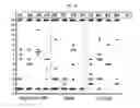 Fig. 15 - Compositions for immunising against 