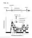 Fig. 02 - APOPTOTIC CELL-MEDIATED INDUCTION OF ANTIGEN SPECIFIC REGULATORY T-CELLS FOR THE THERAPY OF AUTOIMMUNE DISEASES IN ANIMALS AND HUMANS