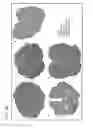 Fig. 12 - APOPTOTIC CELL-MEDIATED INDUCTION OF ANTIGEN SPECIFIC REGULATORY T-CELLS FOR THE THERAPY OF AUTOIMMUNE DISEASES IN ANIMALS AND HUMANS