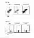 Fig. 16 - APOPTOTIC CELL-MEDIATED INDUCTION OF ANTIGEN SPECIFIC REGULATORY T-CELLS FOR THE THERAPY OF AUTOIMMUNE DISEASES IN ANIMALS AND HUMANS