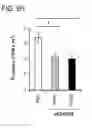 Fig. 35 - APOPTOTIC CELL-MEDIATED INDUCTION OF ANTIGEN SPECIFIC REGULATORY T-CELLS FOR THE THERAPY OF AUTOIMMUNE DISEASES IN ANIMALS AND HUMANS
