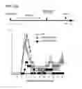 Fig. 36 - APOPTOTIC CELL-MEDIATED INDUCTION OF ANTIGEN SPECIFIC REGULATORY T-CELLS FOR THE THERAPY OF AUTOIMMUNE DISEASES IN ANIMALS AND HUMANS