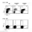 Fig. 37 - APOPTOTIC CELL-MEDIATED INDUCTION OF ANTIGEN SPECIFIC REGULATORY T-CELLS FOR THE THERAPY OF AUTOIMMUNE DISEASES IN ANIMALS AND HUMANS