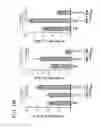 Fig. 64 - APOPTOTIC CELL-MEDIATED INDUCTION OF ANTIGEN SPECIFIC REGULATORY T-CELLS FOR THE THERAPY OF AUTOIMMUNE DISEASES IN ANIMALS AND HUMANS