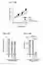 Fig. 66 - APOPTOTIC CELL-MEDIATED INDUCTION OF ANTIGEN SPECIFIC REGULATORY T-CELLS FOR THE THERAPY OF AUTOIMMUNE DISEASES IN ANIMALS AND HUMANS