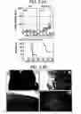 Fig. 03 - Immunopotentiative composition