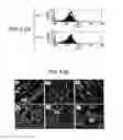 Fig. 07 - Immunopotentiative composition