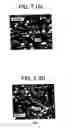 Fig. 08 - Immunopotentiative composition