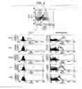 Fig. 09 - Immunopotentiative composition