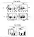 Fig. 15 - Immunopotentiative composition