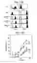 Fig. 02 - Immunopotentiative composition
