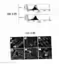 Fig. 07 - Immunopotentiative composition