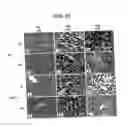 Fig. 17 - Immunopotentiative composition