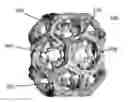 Fig. 01 - CLATHRIN THERAPEUTIC FOR AUTOIMMUNE DISEASES