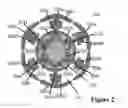 Fig. 03 - CLATHRIN THERAPEUTIC FOR AUTOIMMUNE DISEASES