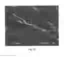 Fig. 04 - Protein biomaterials and biocoacervates and methods of making and using thereof