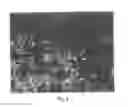 Fig. 12 - Protein biomaterials and biocoacervates and methods of making and using thereof