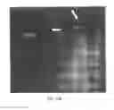Fig. 19 - Protein biomaterials and biocoacervates and methods of making and using thereof