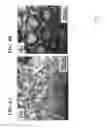 Fig. 05 - Products of manufacture comprising biocompatible materials with high density nanotubes and methods for making them