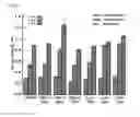 Fig. 07 - Scaffold for hard tissue regeneration containing active ingredient for treating osteoporosis and preparing method thereof