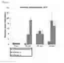 Fig. 15 - Scaffold for hard tissue regeneration containing active ingredient for treating osteoporosis and preparing method thereof
