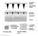 Fig. 01 - Fabrication process of phase-transition microneedle patch