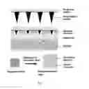 Fig. 02 - Fabrication process of phase-transition microneedle patch