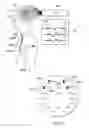 Fig. 08 - Vagus nerve stimulation method