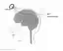 Fig. 01 - Method for non-invasive brain stimulation