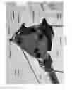 Fig. 44 - PORTABLE DERRICK SYSTEM, APPARATUS & METHODS