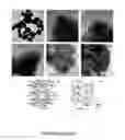 Fig. 10 - HIGH ANISOTROPY NANOPARTICLES