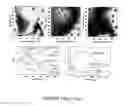 Fig. 11 - HIGH ANISOTROPY NANOPARTICLES