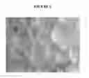 Fig. 07 - Gypsum wallboard slurry and method for making the same