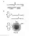 Fig. 22 - Alkynes and methods of reacting alkynes with 1,3-dipole-functional compounds