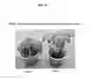 Fig. 21 - Strigolactone formulations and uses thereof